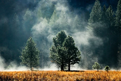 Trees Forest Fields Fog Wallpapers