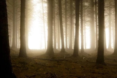 Fog In Forest iPhone 5 Wallpapers