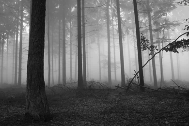 Fog In The Dark Forest Wallpapers Nature Wallpapers