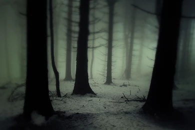 Dark And Foggy Forest Wallpapers Nature Wallpapers