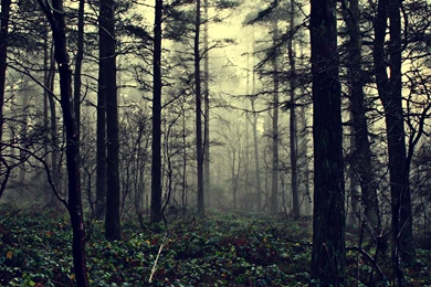 Forest Fog Wallpapers
