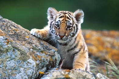 Tiger Cub HD Desktop Wallpapers : High Definition : Fullscreen : Mobile
