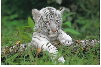 Stylish Tiger Cube Wallpapers