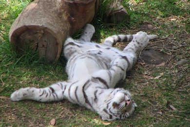 White Tiger Cubs Wallpapers   Wallpapers Cave