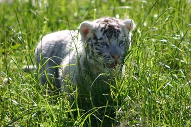 Other: White Tiger Cub Tigers Cubs High Quality Wallpapers For HD ...