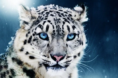 Baby White Tiger With Blue Eyes   Wallpaper.