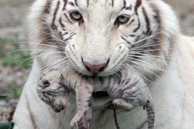 Baby White Tiger Pictures HD Wallpapers Pretty
