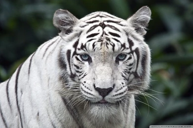 White Tiger HD Desktop Wallpapers : Widescreen : High Definition ...