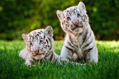 Two Cute White Tiger Baby In Grass   ANIMALS   ANIMALS