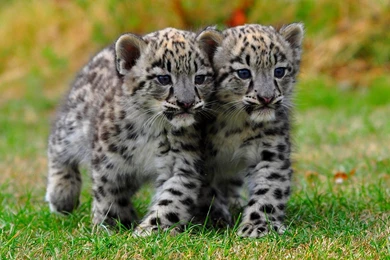 Little Brothers Snow Tiger Cubs Adorable White Leopard Cute Bros ...