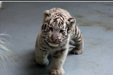 White Tiger Cubs Pictures On Animal Picture Society