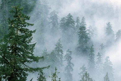 NATURE FOREST NATIONAL PARK HD WALLPAPER   (