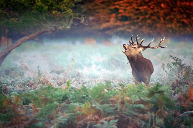 Deer forest trees nature fog photo wallpaper 1920x1080 (1 ...