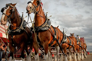 Clydesdale Wallpapers   Wallpapers Cave