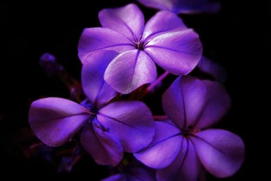 Purple Flowers Backgrounds Hd Backgrounds Wallpapers 27 HD Wallpapers ...