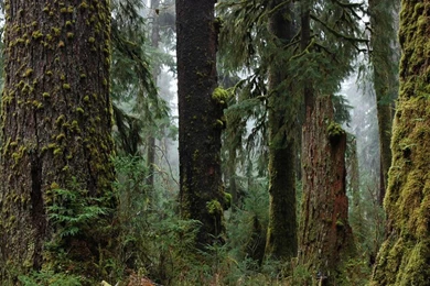 Olympic National Park: One Of The Wildest Places Left In The USA ...