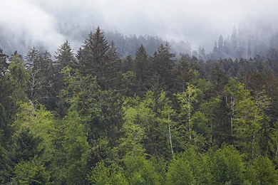 Pacific Northwest Wallpapers   Wallpapers Cave