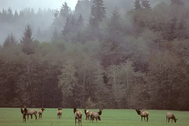 The Pacific Northwest, A Photo Gallery