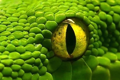 Wallpapers Iphone 6 Green Snake Eye 4 7 Inches   750 X 1334 ...
