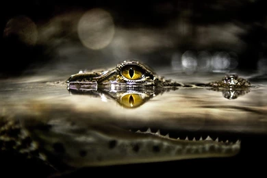 Eye Of A Crocodile Wallpapers And Images   Wallpapers, Pictures ...