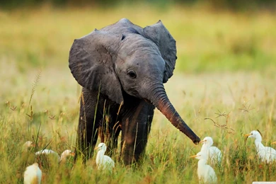 Baby Animal Wallpapers Widescreen