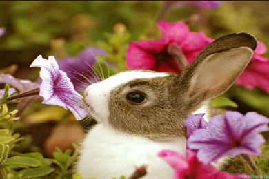 Adorable Baby Animal Wallpapers