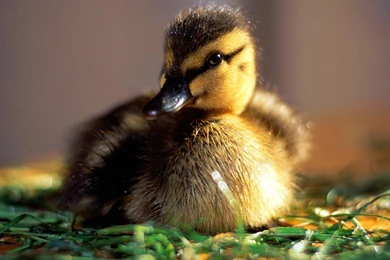 Baby Animal Wallpaper Images 341   WallPey