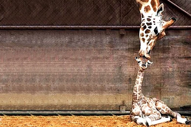 Funny Baby Pictures With Animals 8103 Wallpapers