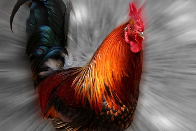 Cock By NikaLim On DeviantArt