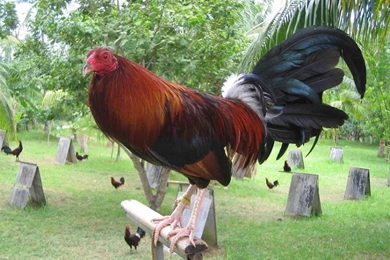 A Fighting Cock From Mexico   Pixdaus