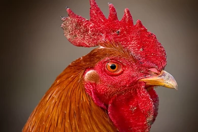 Prozaická Poézia O Penise A Jeho Túžbach   Blog