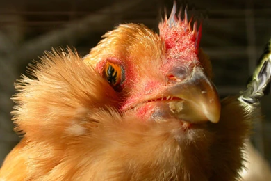 Desktop Wallpapers · Gallery · Animals · Cock