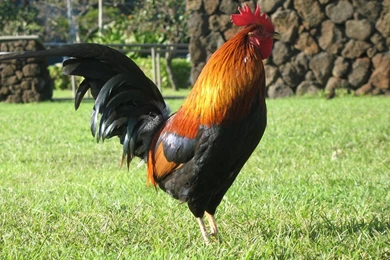 Panoramio   Photo Of Cock roaster At Poipu Beach, Kauai, HI