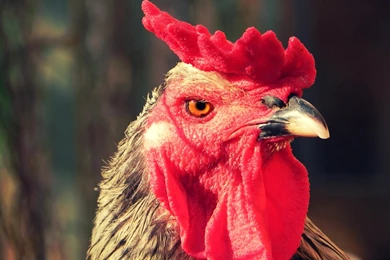 Bard Taste – A Story Of Sacks, Cocks And Shakespeare