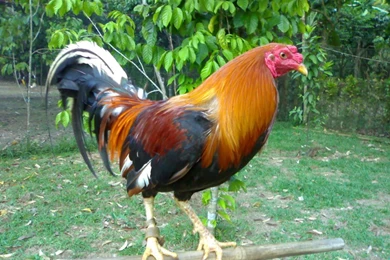 Spangled Hatch/spangled Lines