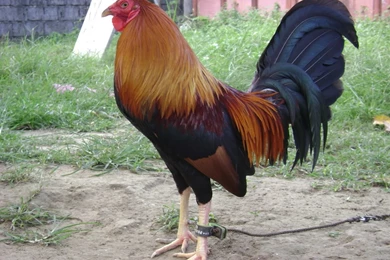 Cowan Roundhead   Page 38