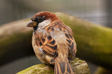 Cock Sparrow... By Quaddie On DeviantArt