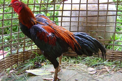 File:Fighting Cock Of Thailand.JPG   Wikimedia Commons