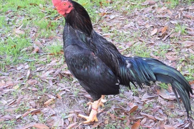 Asil Club Search Photos