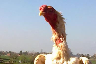 Asil Club Search Photos