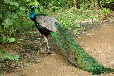 P Cock Tail By Della Stock On DeviantArt