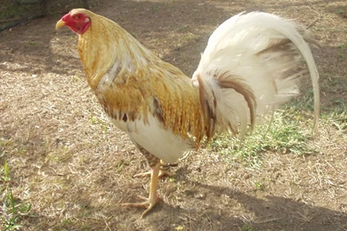 Phoenixfirebird´s 3 cock Derby For The Orphans Of Sapang Palay