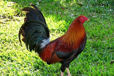 Cock