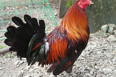 Did You See That?   Imgur