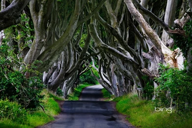 Northern Ireland Forest Wallpapers » WallDevil   Best Free HD ...