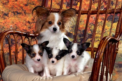 Chihuahua & Puppies   Puppies Wallpapers (9726091)   Fanpop