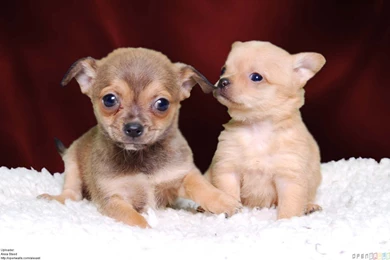 Pictures Of Chihuahua Puppies   HD Wallpapers Pretty