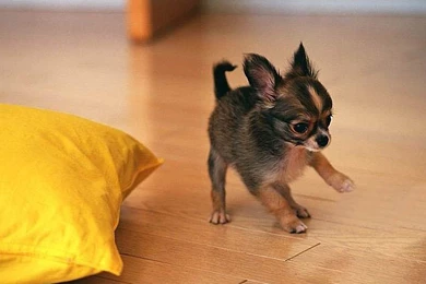 1920x1080 Cute Chihuahua Puppy Playing Desktop PC And Mac Wallpapers