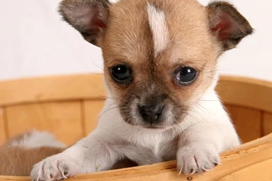 Chihuahua Puppy Wallpaper, New Funny Pet Pictures
