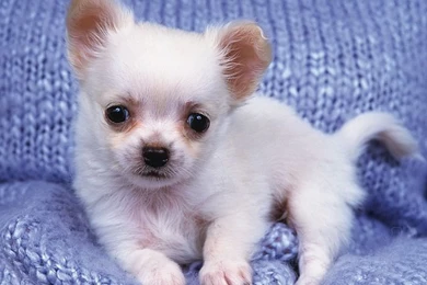 1600*1200 Baby Chihuahua Puppy On Blanket   Chihuahua Puppies ...